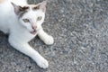 White cat with anger face on the ground Royalty Free Stock Photo