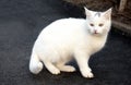 White cat animal beautiful closeup mammal outdoors