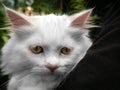 White Cat in The Arm Royalty Free Stock Photo