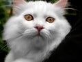 White Cat in The Arm Royalty Free Stock Photo