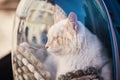 White cat in backpack with porthole. Domestic cat looks out window of transparent backpack. Backpack for carrying animals. Pet