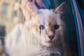 White cat in backpack with porthole. Domestic cat looks out window of transparent backpack. Backpack for carrying animals. Pet