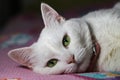 White cat on bad Royalty Free Stock Photo