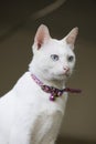 White Cat Royalty Free Stock Photo