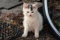 White cat beautiful young fur domestic animals Royalty Free Stock Photo