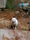 white cat behind door