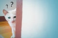 A White cat behind the wall with question mark Royalty Free Stock Photo