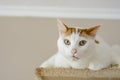 White cat being interrogative looking at the camera .