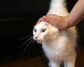 White cat being petted Royalty Free Stock Photo