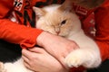 A white cat, bites a child`s hand Royalty Free Stock Photo