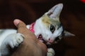 White cat is biting a human`s hand. Beautiful cute cat playing with hand and biting with funny emotions. Royalty Free Stock Photo