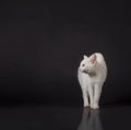 White cat on black