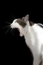 The white cat on the black background is yawning.