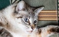 White cat with black legs paws on the sofa Royalty Free Stock Photo