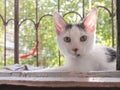 A white cat with a black spot on its nose lies on the windowsill and looks at the camera Royalty Free Stock Photo