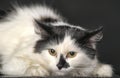 White cat with a black spot on the nose Royalty Free Stock Photo