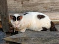 White cat with black spots, lazy and sleepy Royalty Free Stock Photo