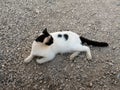 White cat with black spots lies on pebble stones in white Royalty Free Stock Photo