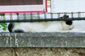 A Cat Resting On A Stone Fence Behind An Advertising Space