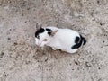 A white cat with black spots sitting on an old concrete floor looking up at the camera Royalty Free Stock Photo