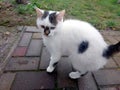 White Cat With Black Spots Walking on Brick Path in a Garden During Daylight Hours Royalty Free Stock Photo