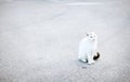 White cat with black tail sitting on the road, asphalt