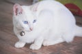 White cat , blue eye with silver small bell hanging on neck