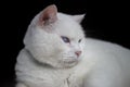 White cat with blue eyes on black background Royalty Free Stock Photo