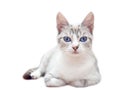 White cat blue eyes on white background Royalty Free Stock Photo