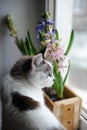 White cat with blue eyes and delicate spring hyacinth flowers in a wooden box on a window sill. Pink, blue color Royalty Free Stock Photo