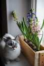 White cat with blue eyes and delicate spring hyacinth flowers in a wooden box on a window sill. Pink, blue color Royalty Free Stock Photo