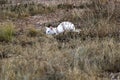 A white cat with blue eyes hunting in a grass field Royalty Free Stock Photo