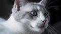 a white cat with blue eyes looking at the camera with a serious look on its face and chest, with a black background, with a soft