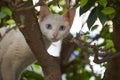 a white cat with blue eyes are looking at you, standing behind a branch. Royalty Free Stock Photo