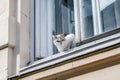 White cat with blue eyes looks out of the old window Royalty Free Stock Photo