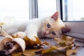 Cat playing with autumn leaves