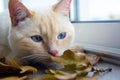 Cat playing with autumn leaves