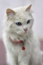 White cat with blue eyes with a red bell Royalty Free Stock Photo