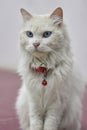 White cat with blue eyes with a red bell Royalty Free Stock Photo