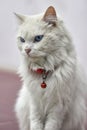 White cat with blue eyes with a red bell Royalty Free Stock Photo