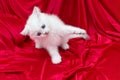 White cat with blue eyes on red Royalty Free Stock Photo