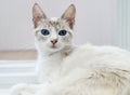 White cat with blue eyes resting on white floor Royalty Free Stock Photo