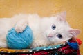 White cat with blue eyes. Shallow depth of field