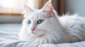 White cat with blue eyes. Turkish angora.