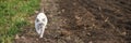 White cat with blue eyes walking on dirt path beside green grass in a garden Royalty Free Stock Photo