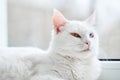 White cat with with blue and green eyes. Turkish angora. Royalty Free Stock Photo