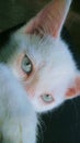white cat with blue grey eyes Royalty Free Stock Photo