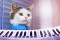 White cat in a blue scarf near piano . Concert of Classical Music. Advertising of musical instruments_