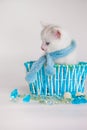 A white cat in a blue scarf sits in a basket