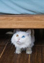 White cat with blue and yellow color eyes Royalty Free Stock Photo